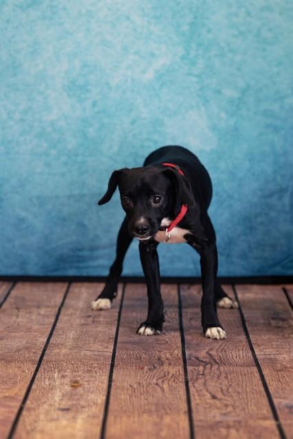 VERNON, Adoptable, Young Male Hound & Mixed Breed.