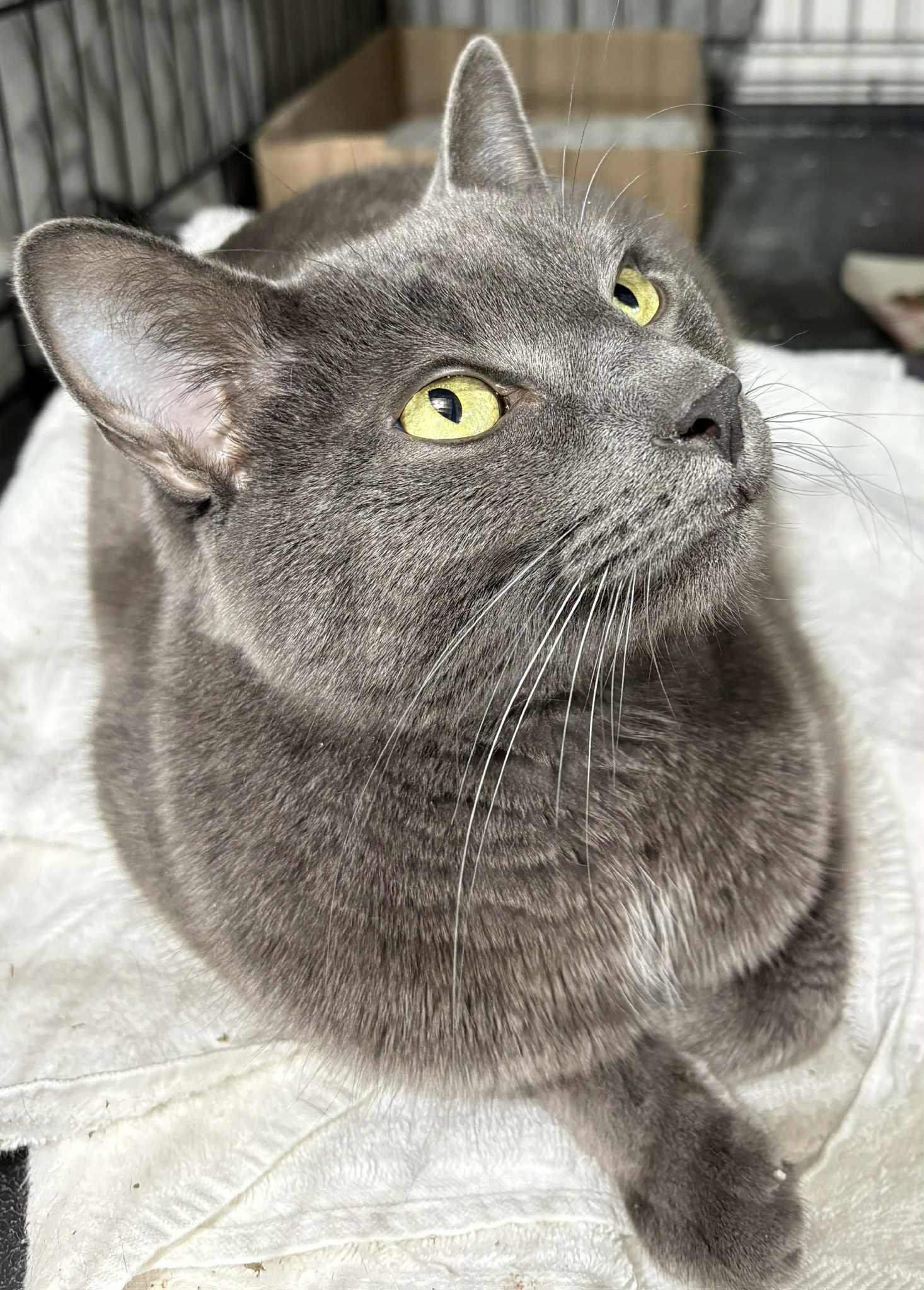 Enlarge Oscar, a ADOPTABLE Domestic Short Hair in Westfield, MA image 1/1