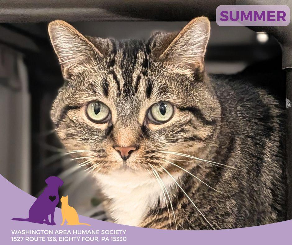 Summer, Adoptable, Adult Female Domestic Short Hair.