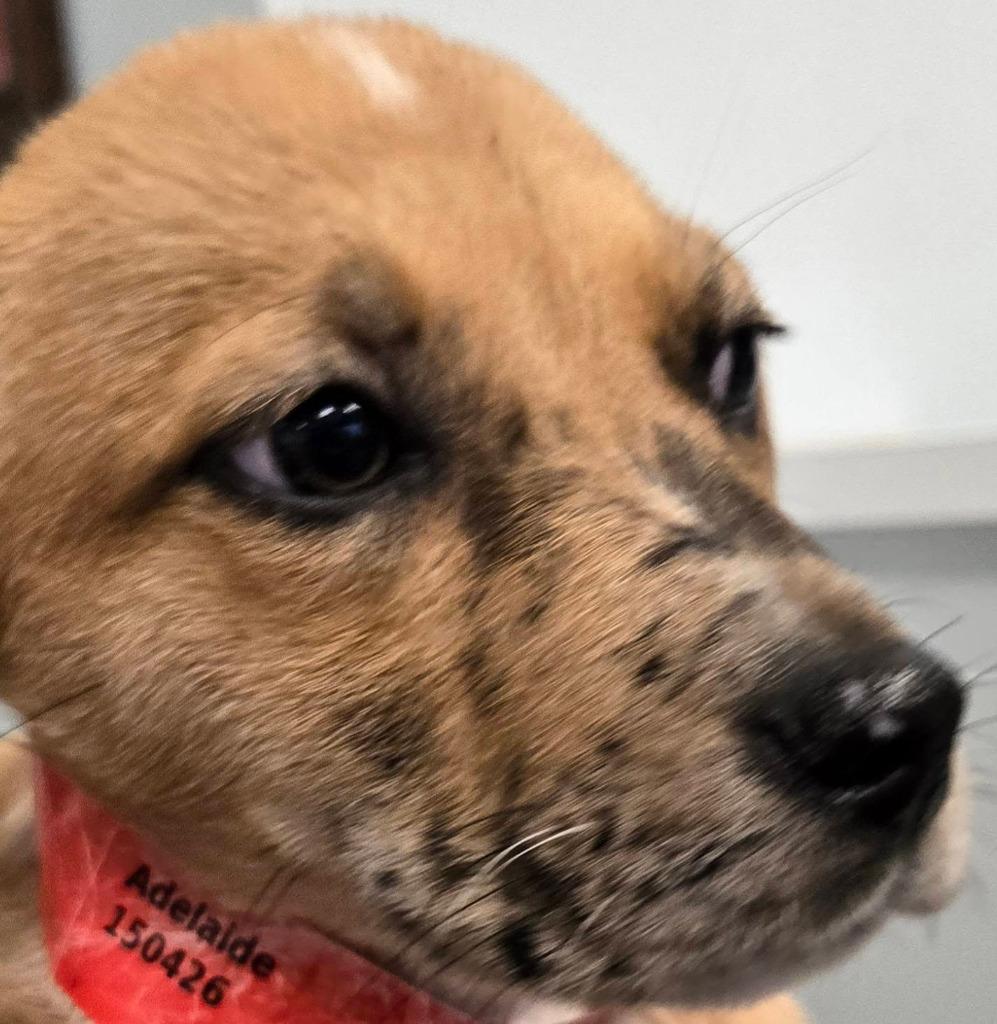 Adelaide, Adoptable, Puppy Female Rhodesian Ridgeback & Catahoula Leopard Dog.