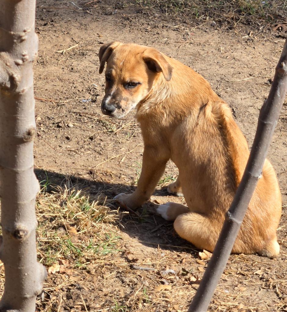 Adelaide, a Adoptable mixed breed in Spring, TX image 2/6