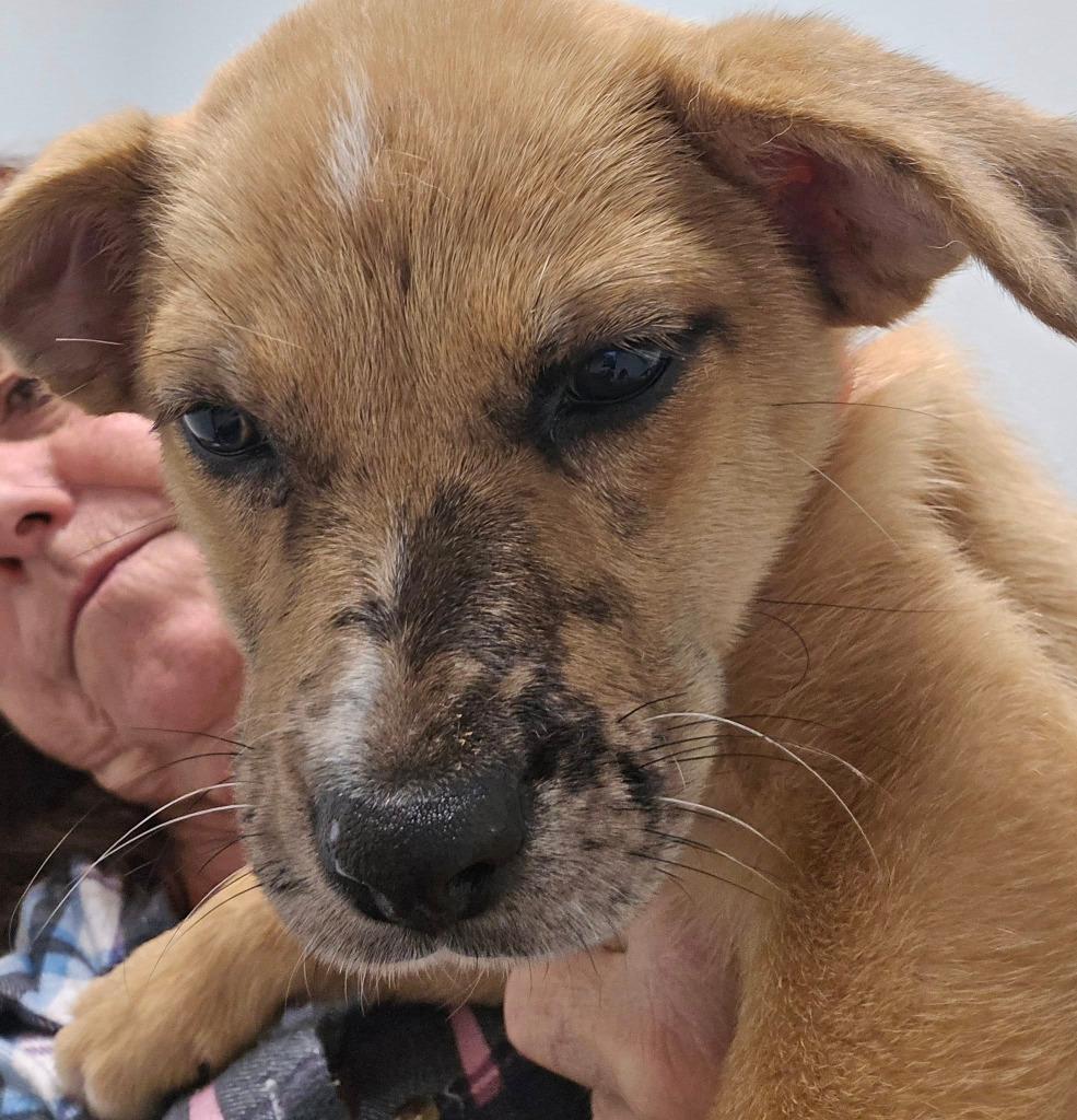 Adelaide, a Adoptable mixed breed in Spring, TX image 4/6
