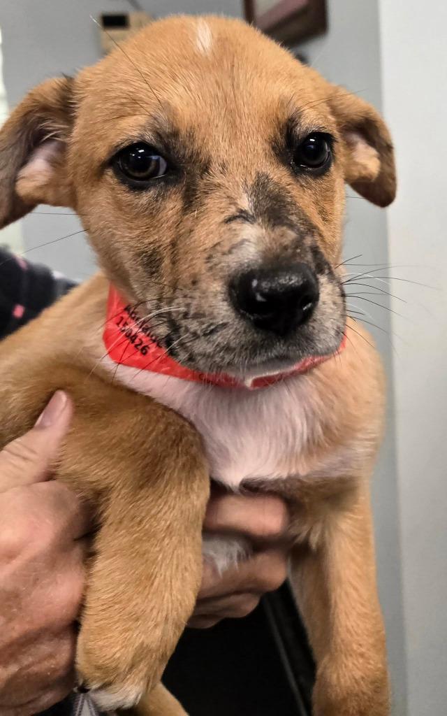 Adelaide, a Adoptable mixed breed in Spring, TX image 5/6