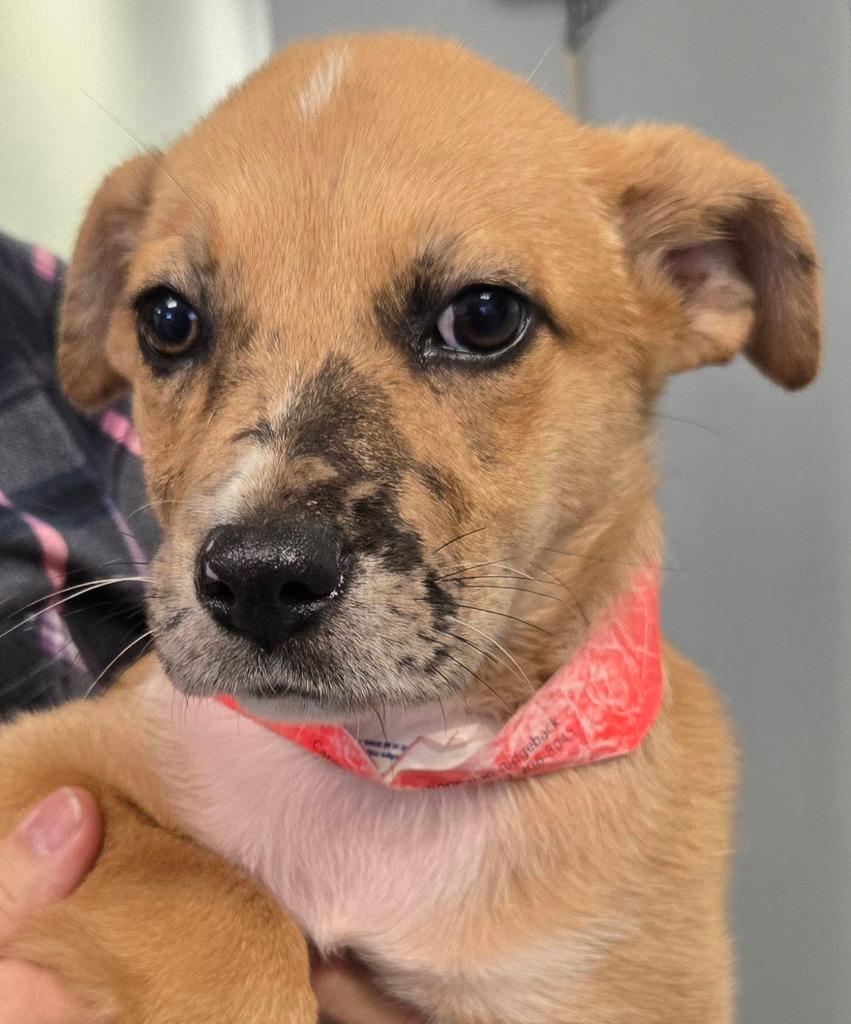 Adelaide, a Adoptable mixed breed in Spring, TX image 6/6