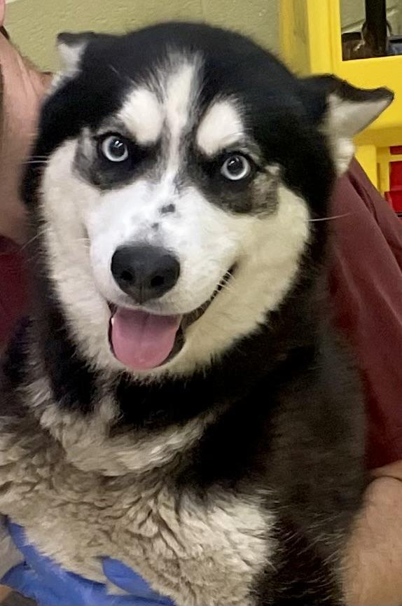 Josie