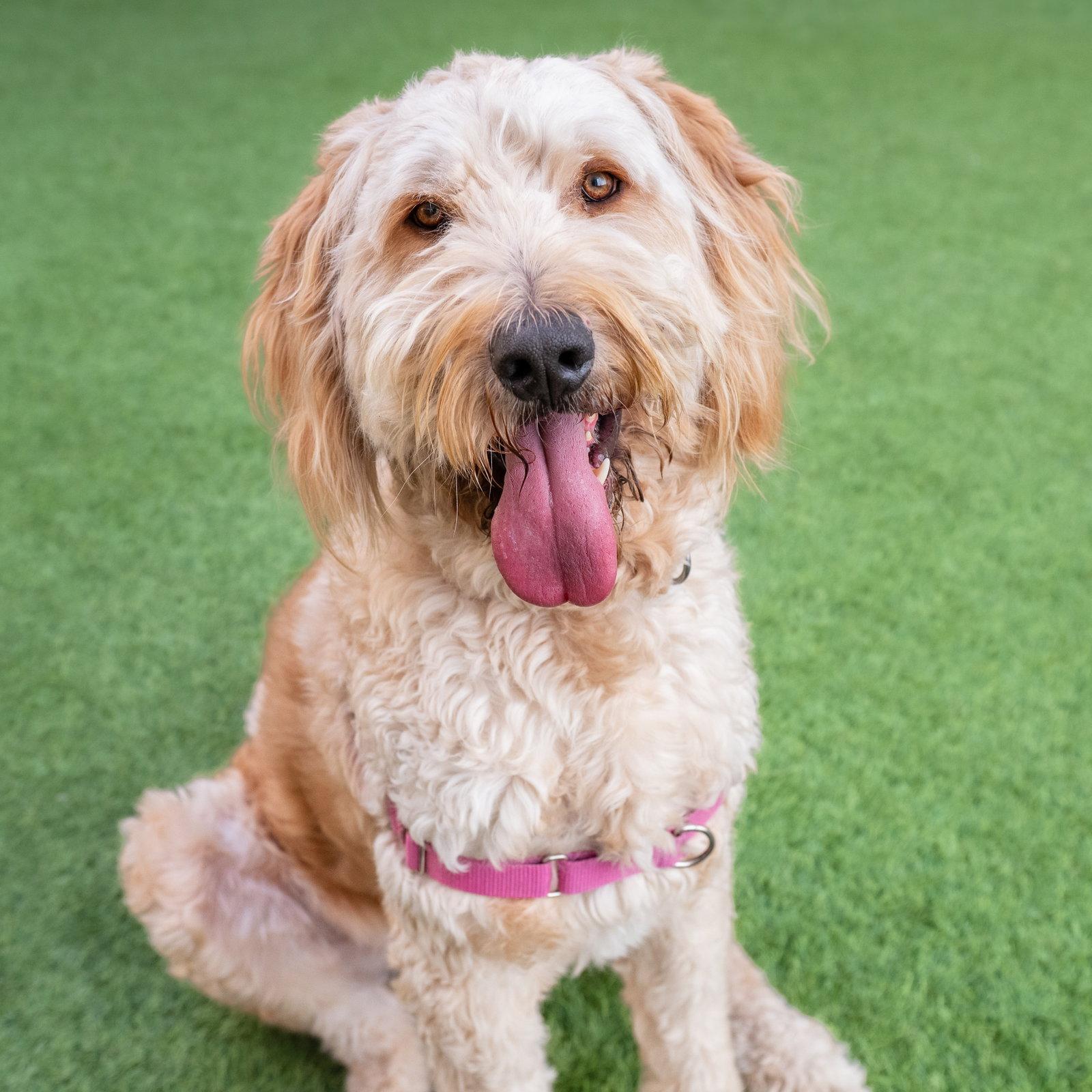 Enlarge Teddy, a Adoptable mixed breed in Burlingame, CA image 2/2