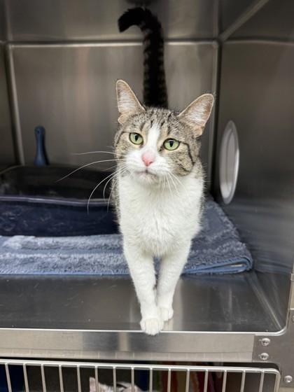 Clam Chowder, Adoptable, Adult Female Domestic Short Hair & Domestic Short Hair.