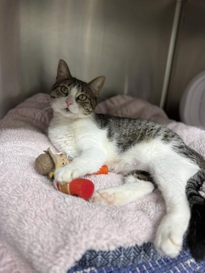 Clam Chowder, Adoptable, Adult Female Domestic Short Hair & Domestic Short Hair.