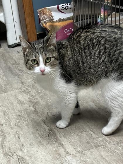 Clam Chowder, a Adoptable mixed breed in Fergus Falls, MN image 1/2