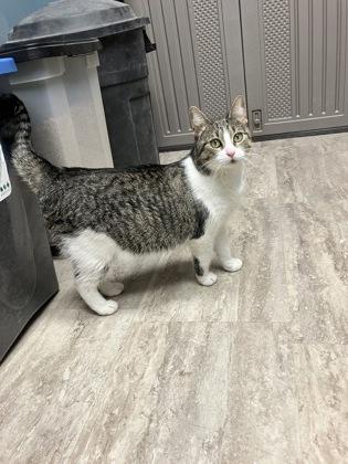 Clam Chowder, a Adoptable mixed breed in Fergus Falls, MN image 2/2