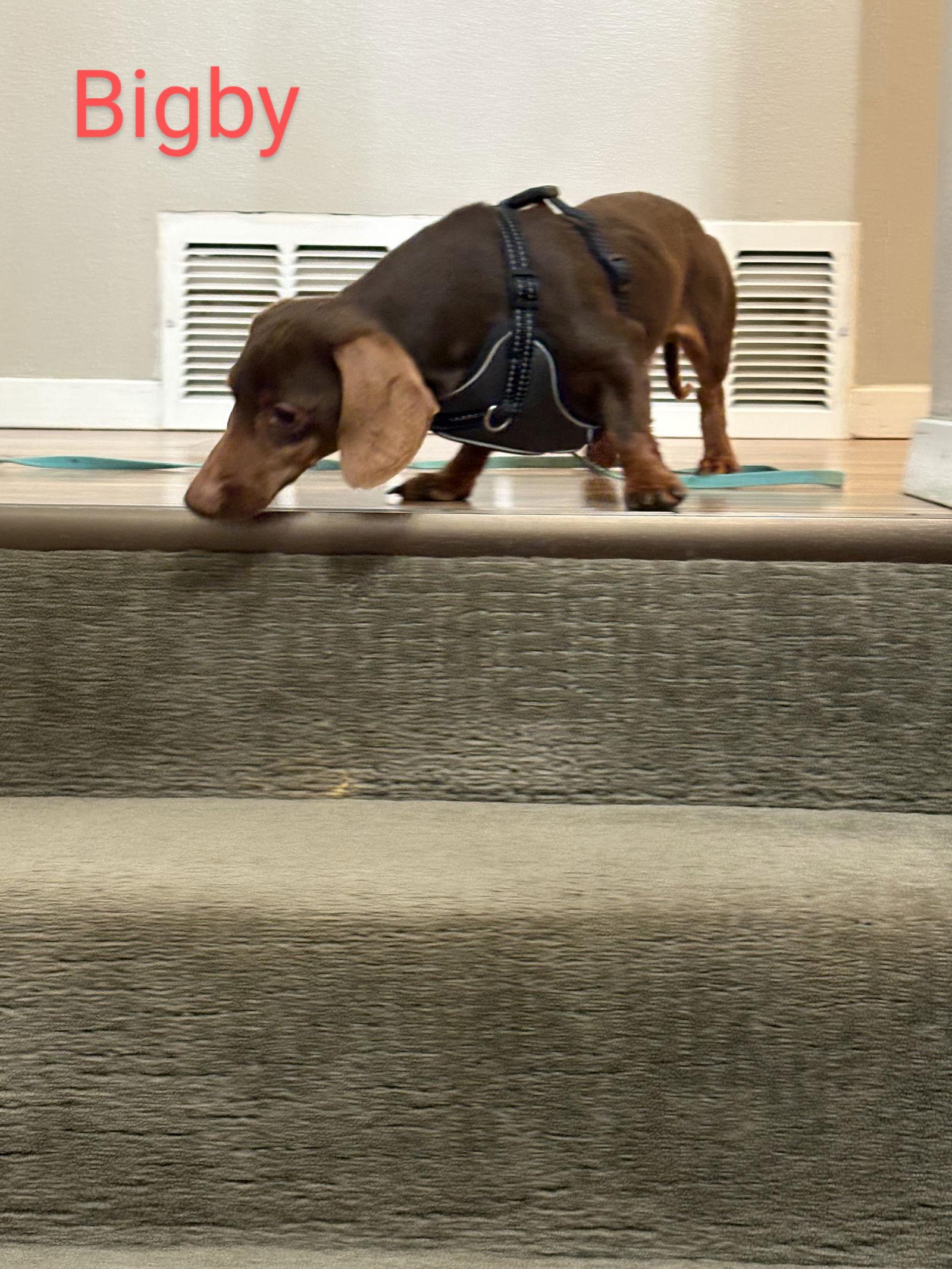 Enlarge Bigby, a Adoptable Dachshund in Sioux Falls, SD image 1/3