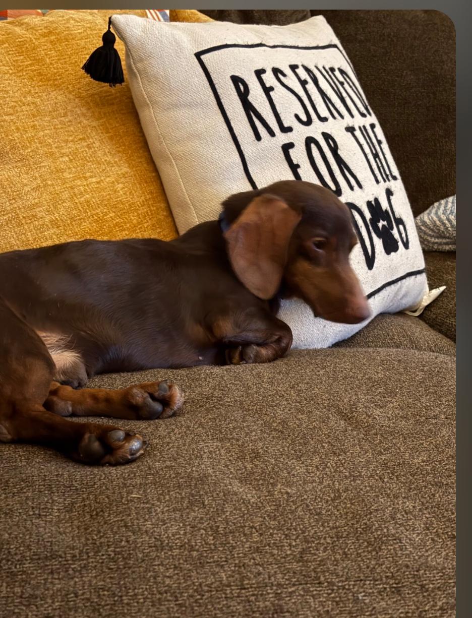 Enlarge Bigby, a Adoptable Dachshund in Sioux Falls, SD image 2/3