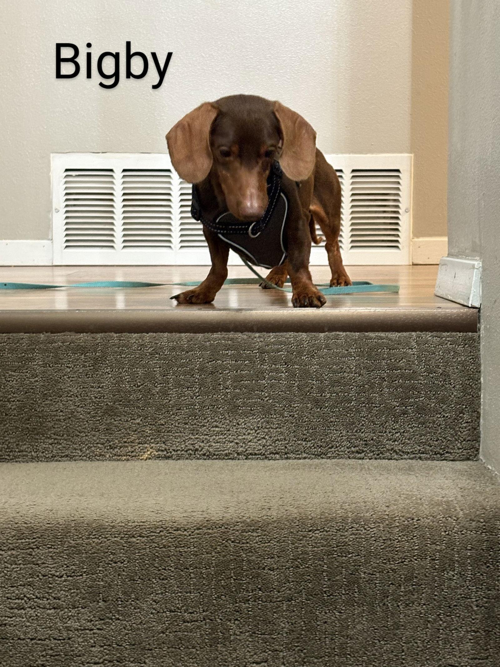 Enlarge Bigby, a Adoptable Dachshund in Sioux Falls, SD image 3/3