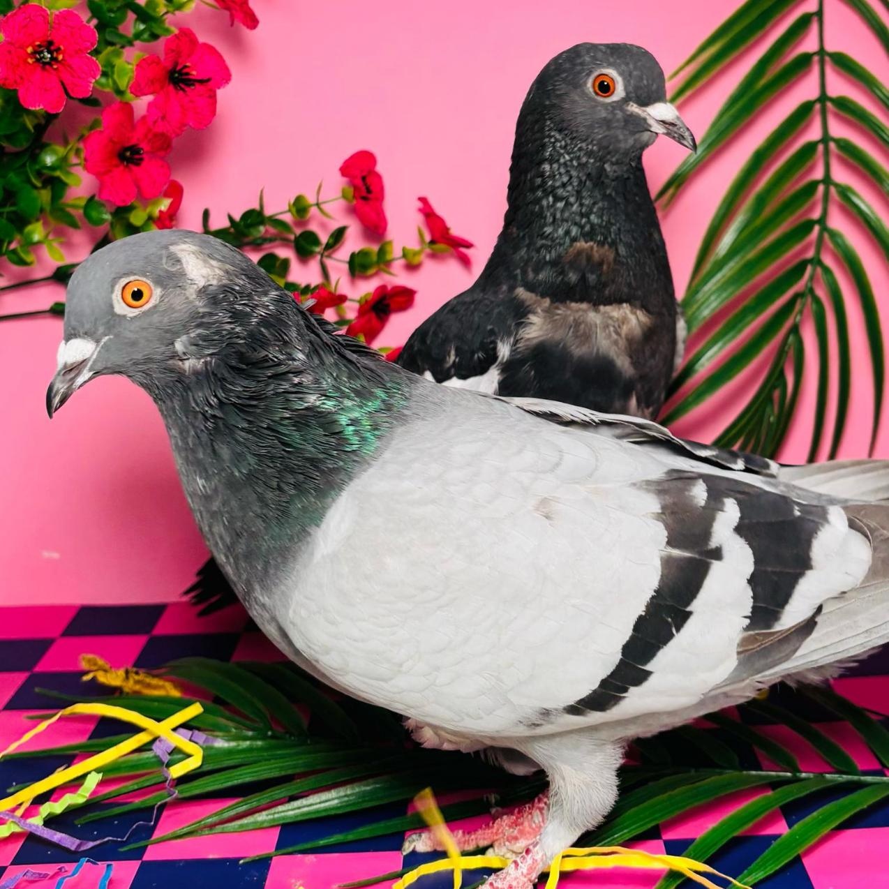 Mojave & Ipanema (married couple), Adult Unknown unknown