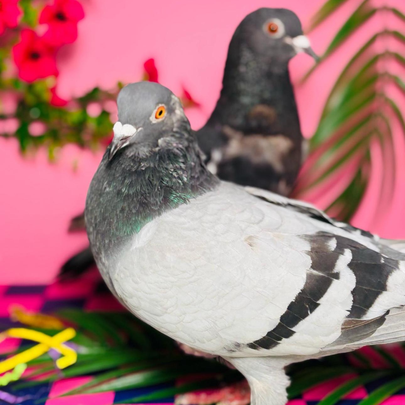 Mojave & Ipanema (married couple) photo 3