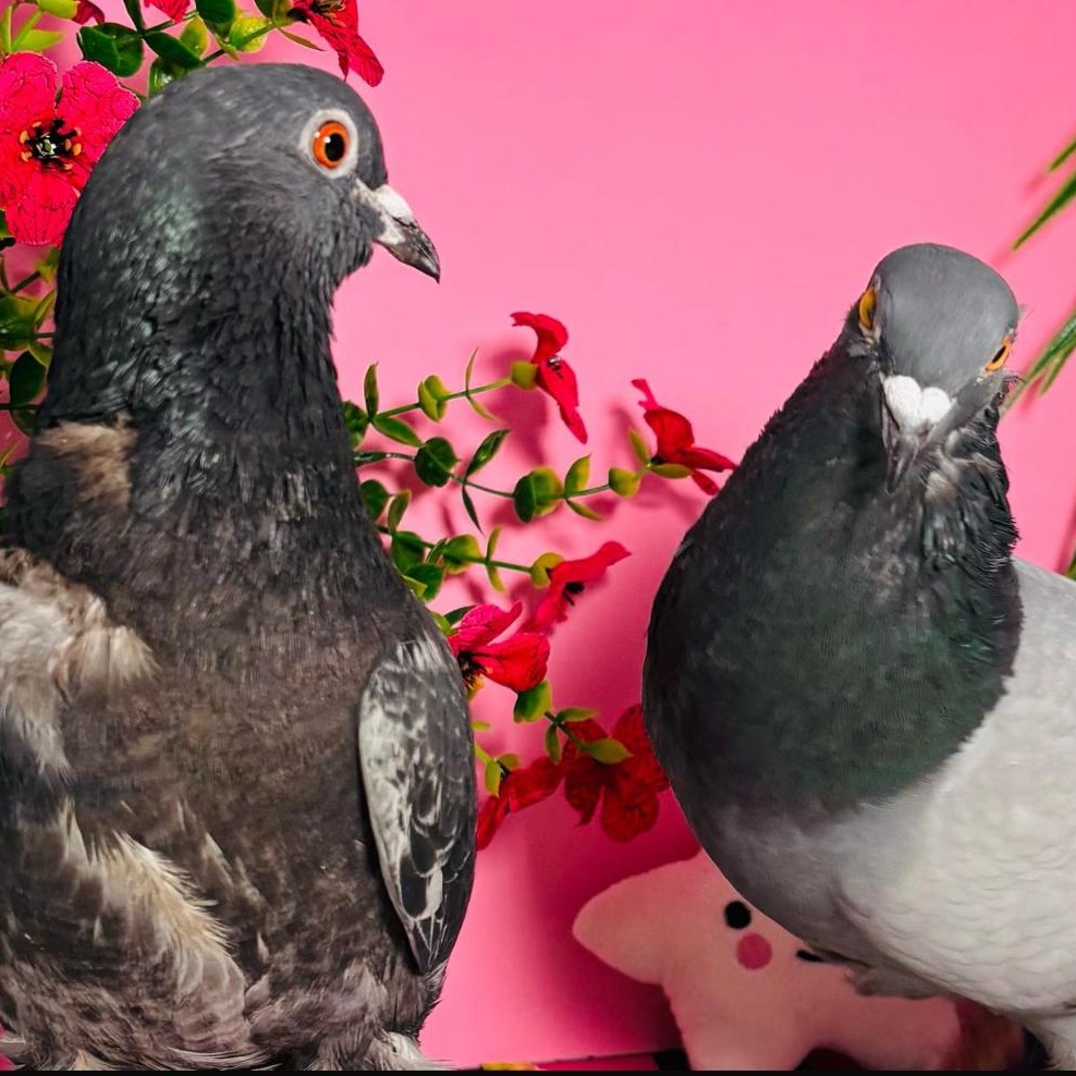 Mojave & Ipanema (married couple) photo 2