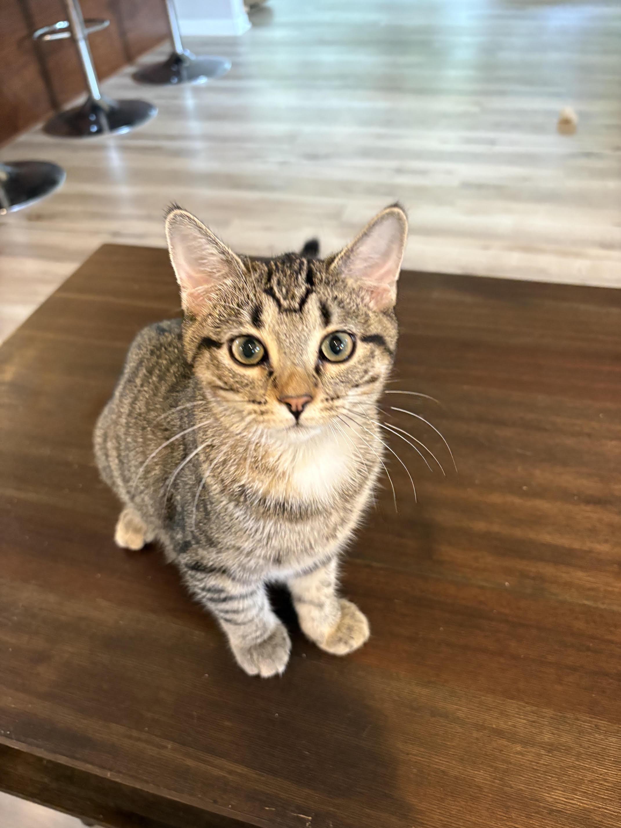 Enlarge Dottie (Dalinda), a Adoptable Domestic Short Hair in Minneapolis, MN image 1/5