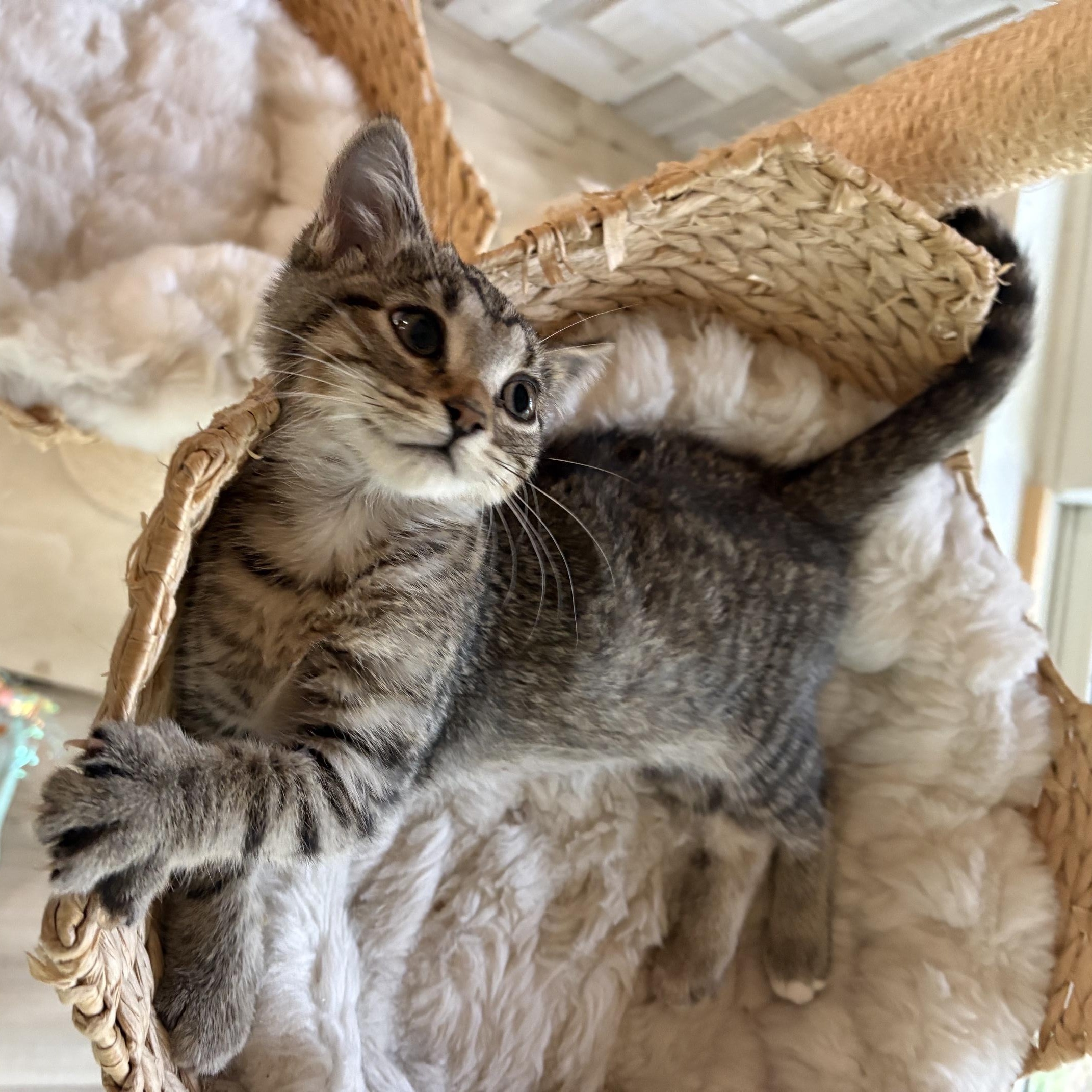 Enlarge Dottie (Dalinda), a Adoptable Domestic Short Hair in Minneapolis, MN image 2/5