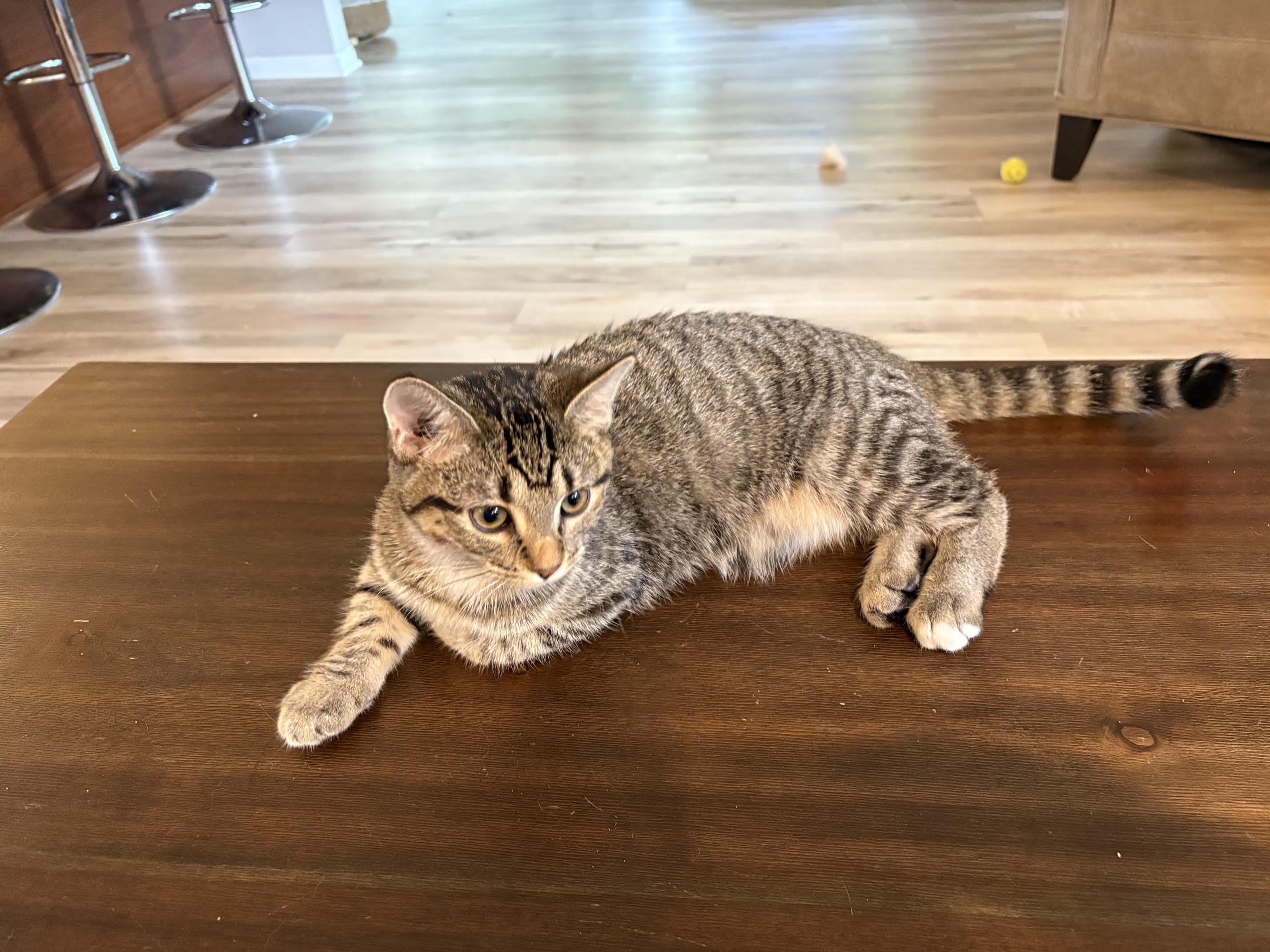 Enlarge Dottie (Dalinda), a Adoptable Domestic Short Hair in Minneapolis, MN image 5/5