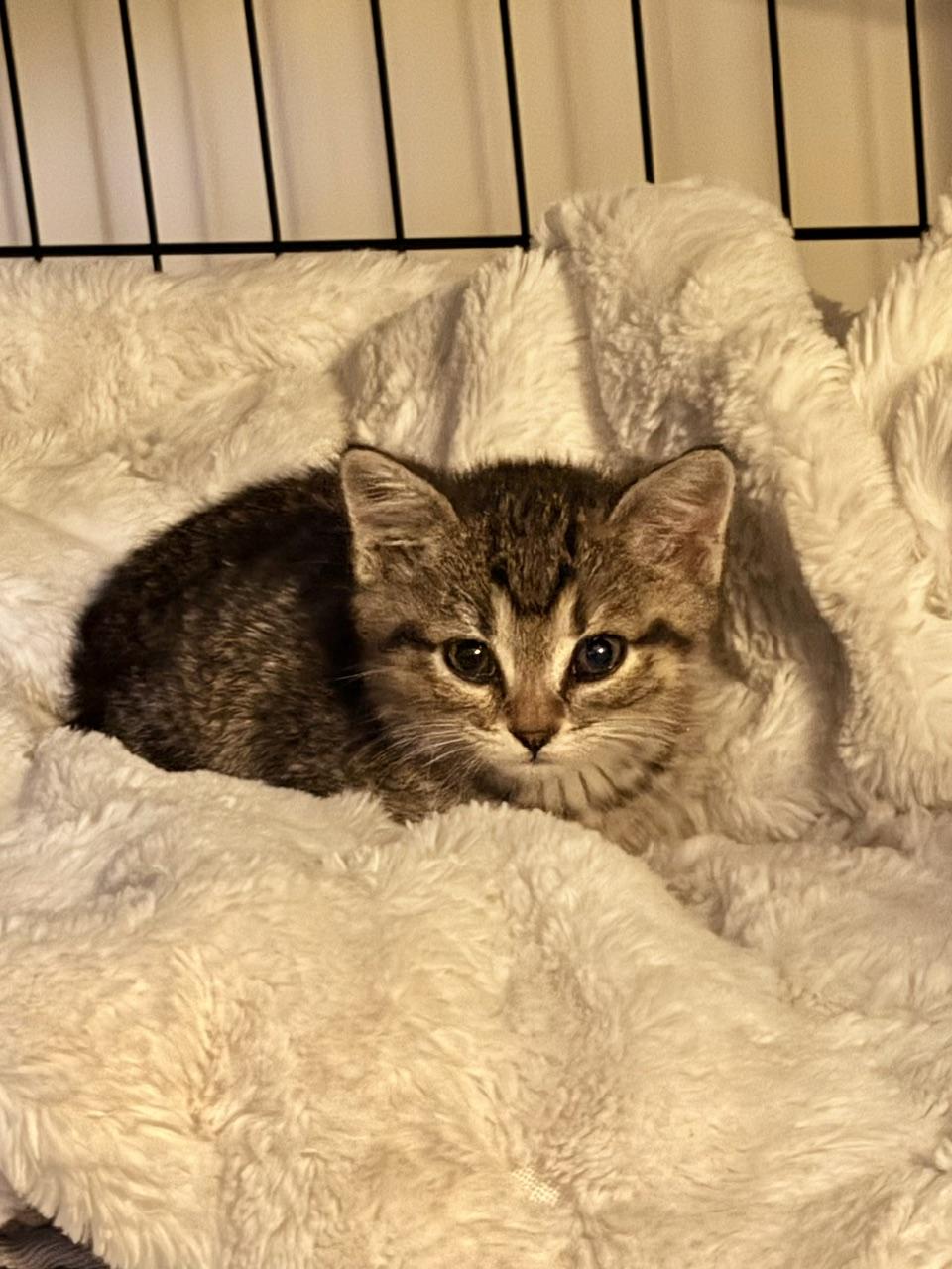 Enlarge Dalinda, a Adoptable Domestic Short Hair in Minneapolis, MN image 2/5