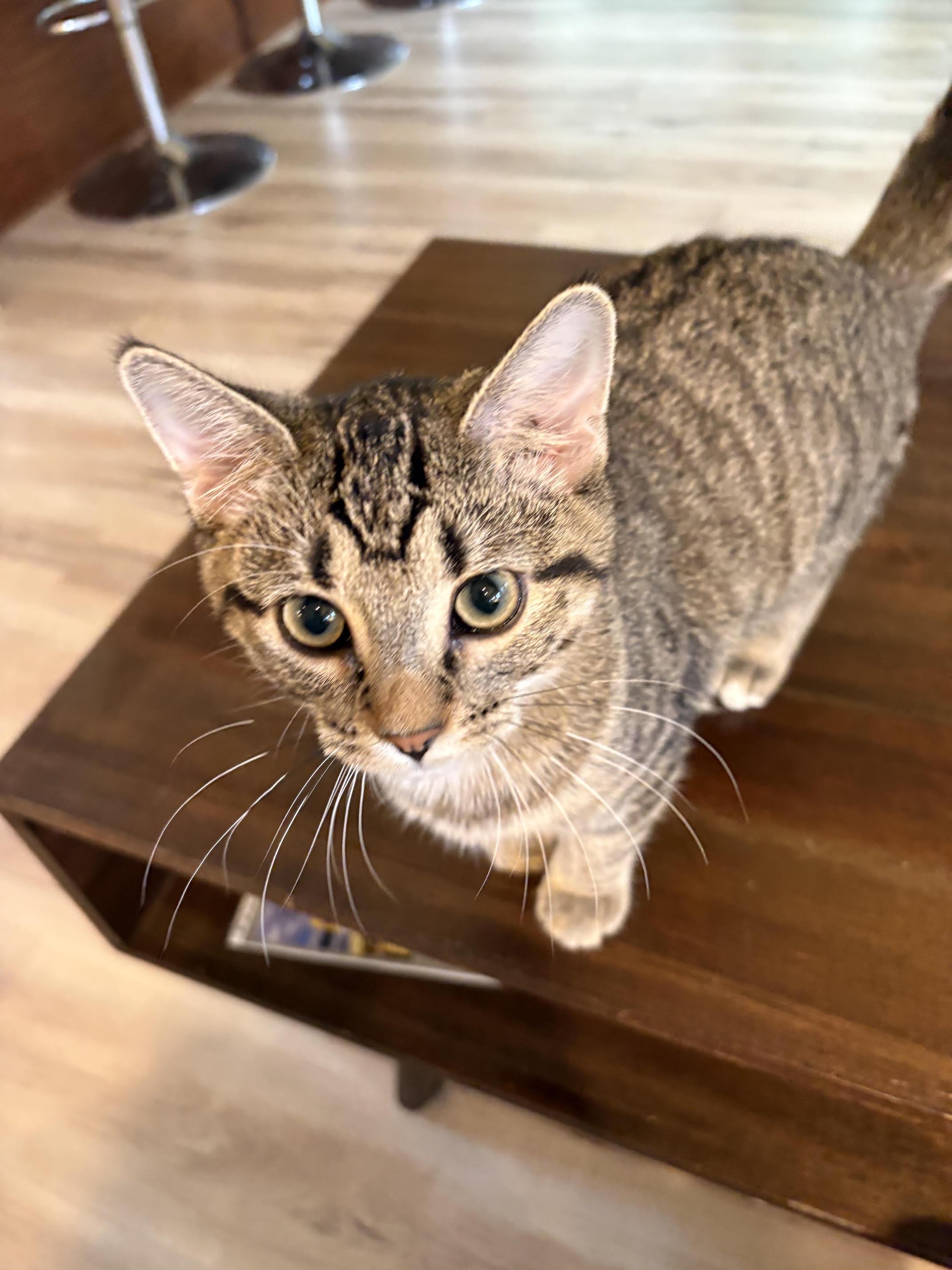 Enlarge Dottie (Dalinda), a Adoptable Domestic Short Hair in Minneapolis, MN image 3/5