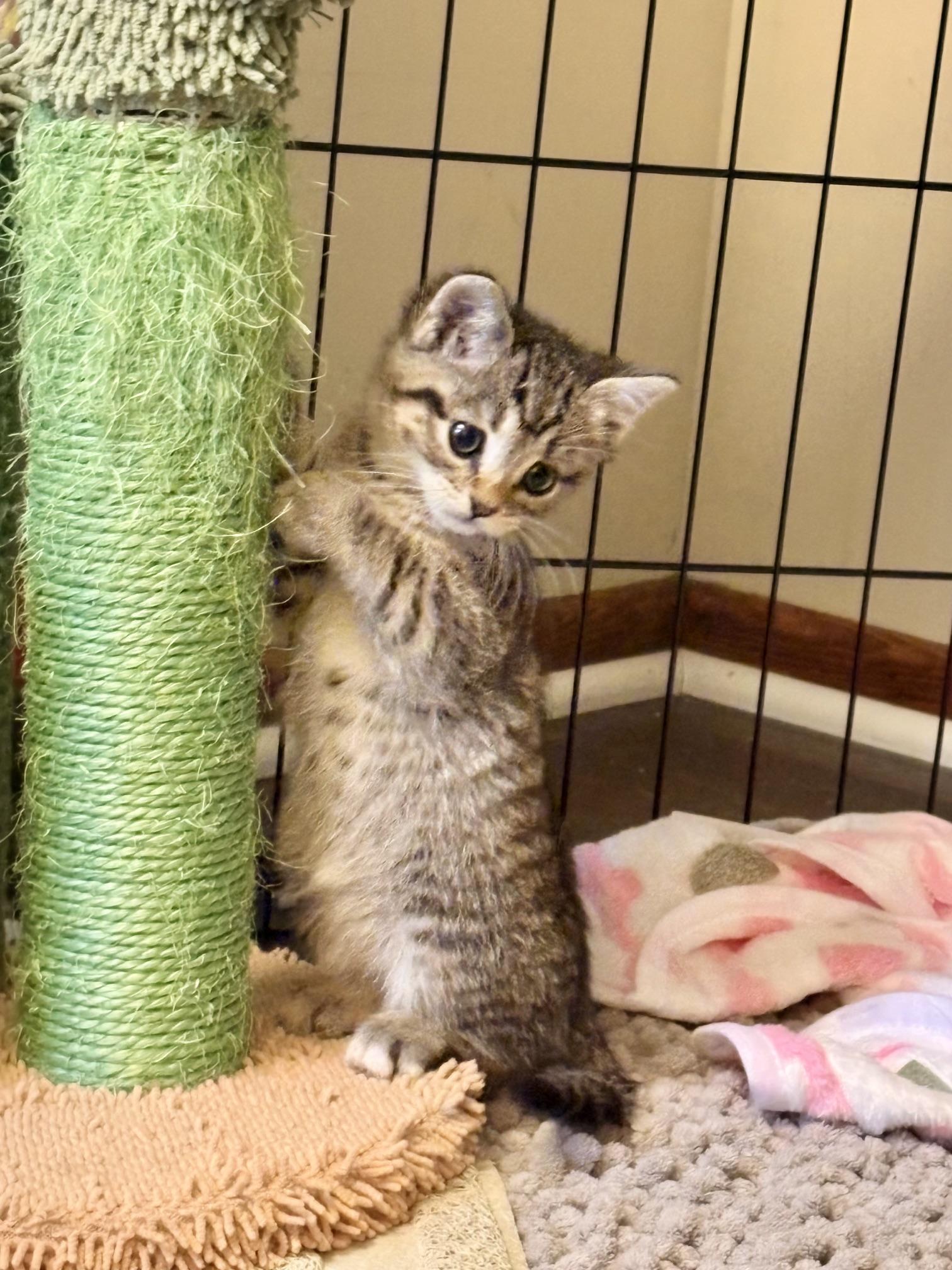 Enlarge Dalinda, a Adoptable Domestic Short Hair in Minneapolis, MN image 1/5