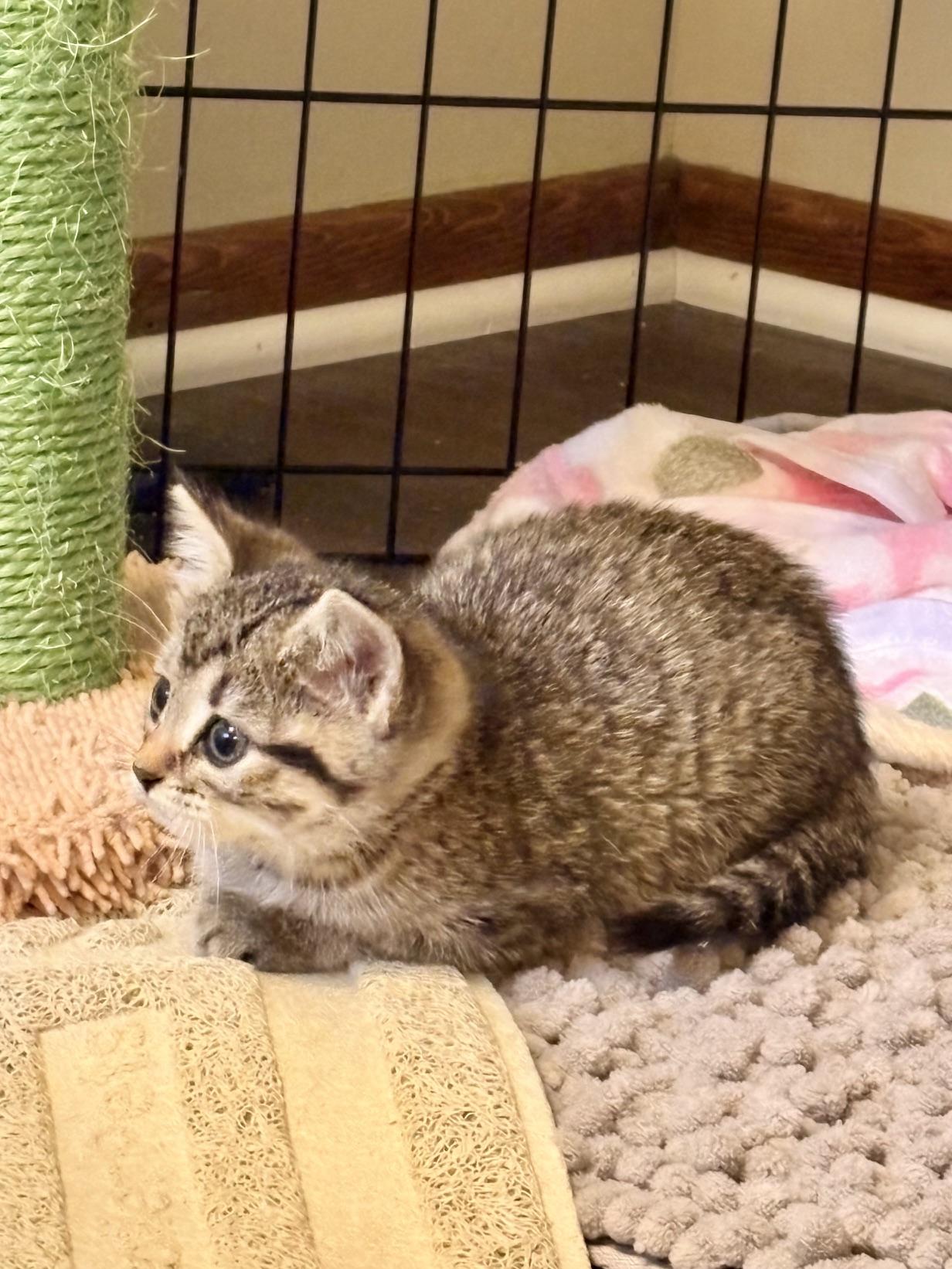 Enlarge Dalinda, a Adoptable Domestic Short Hair in Minneapolis, MN image 5/5