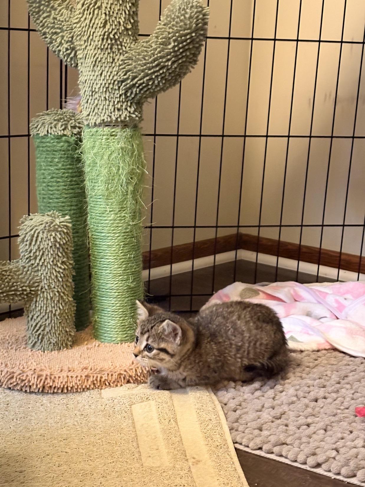 Enlarge Dalinda, a Adoptable Domestic Short Hair in Minneapolis, MN image 3/5