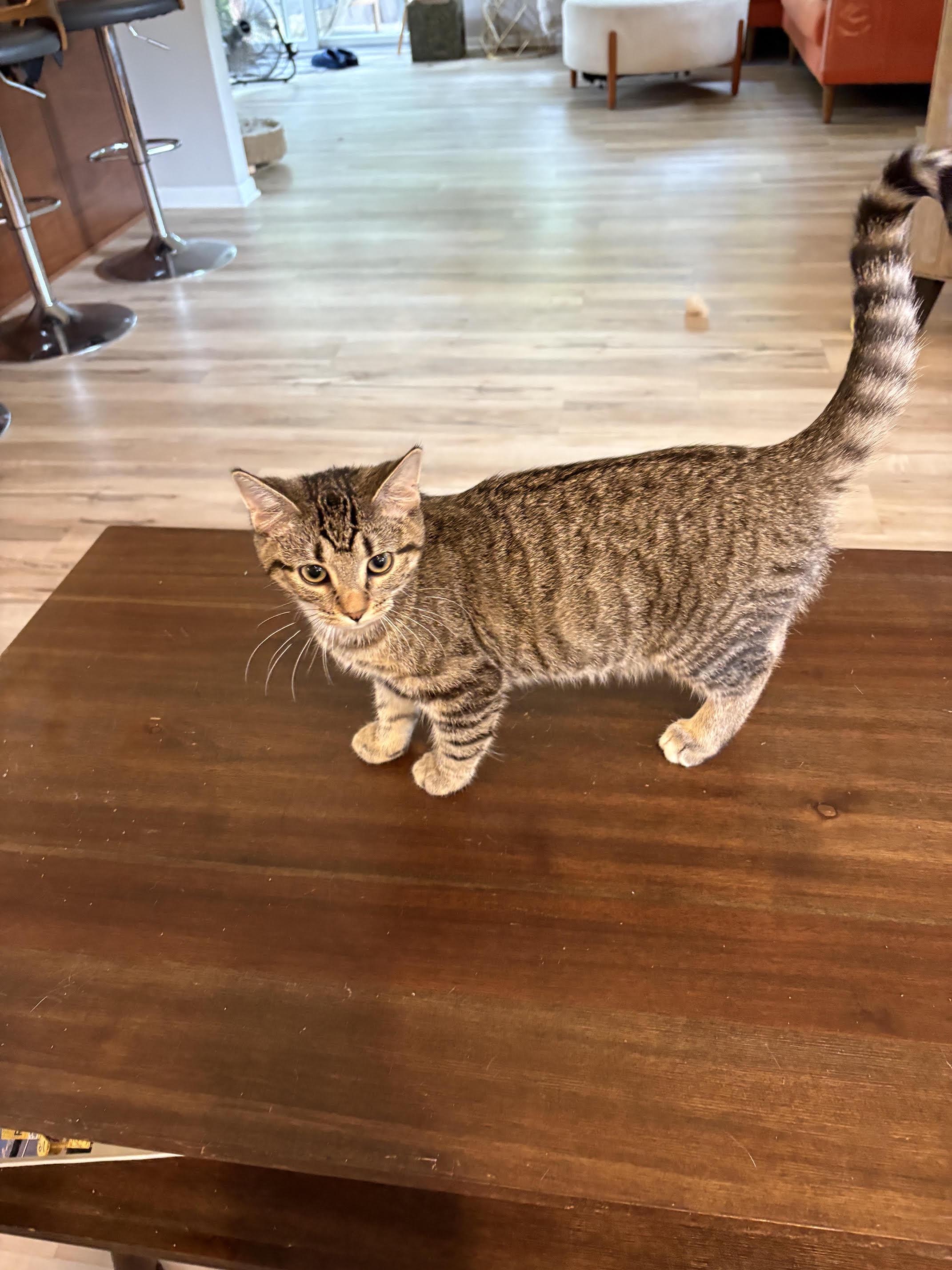 Enlarge Dottie (Dalinda), a Adoptable Domestic Short Hair in Minneapolis, MN image 4/5