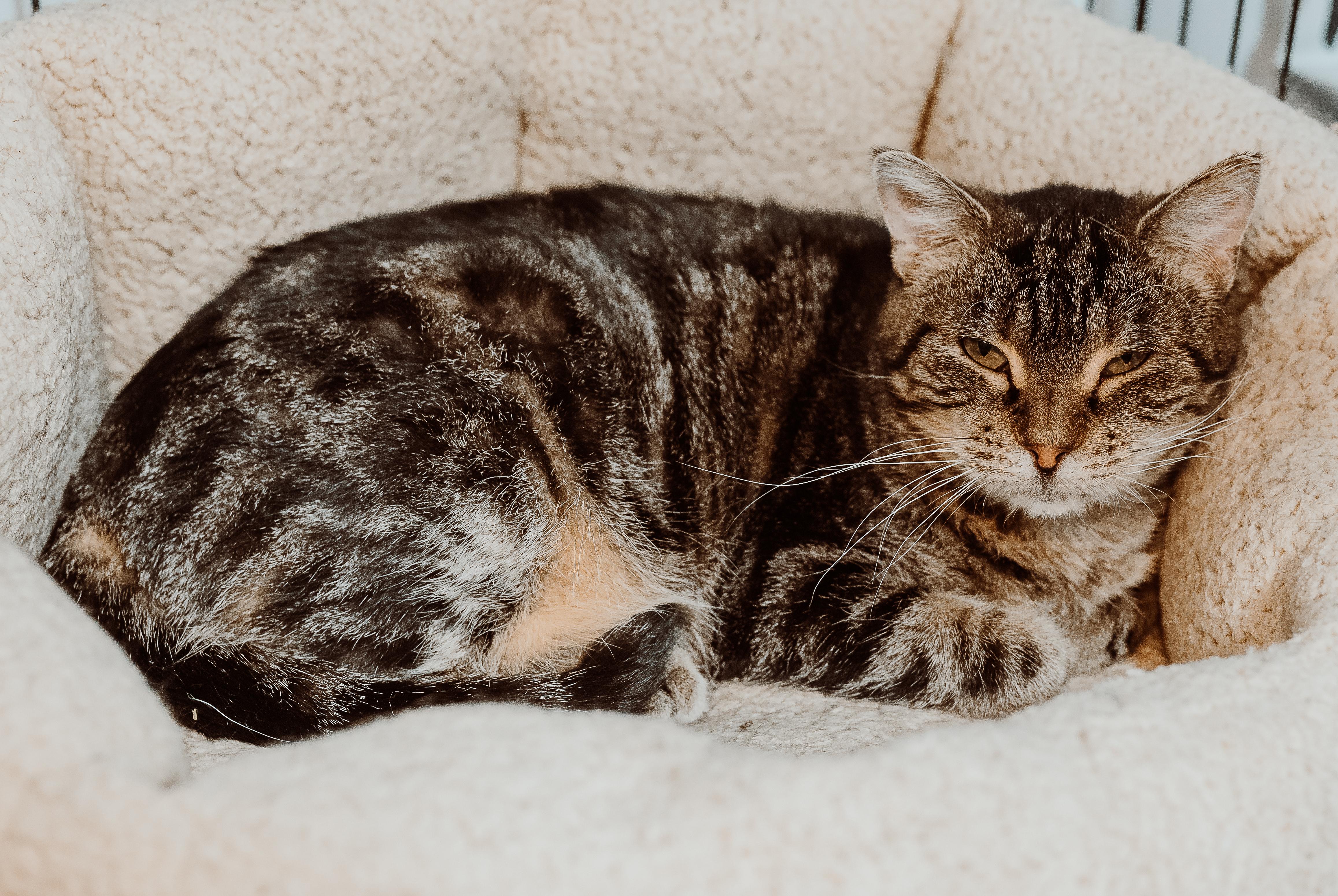 Linksey, Adoptable, Young Female Tabby.