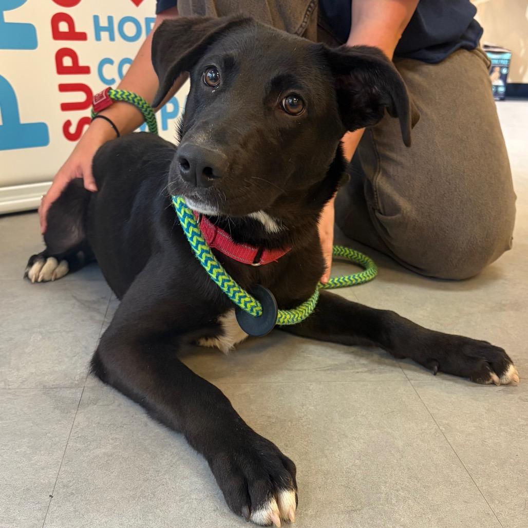 Grace, a Adoptable Mixed Breed in Morrisville, VT image 2/6
