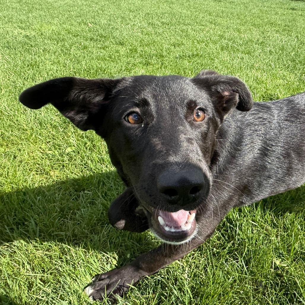 Grace, a Adoptable Mixed Breed in Morrisville, VT image 3/6