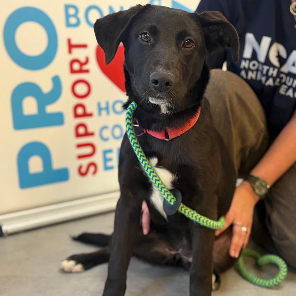 Grace, a Adoptable Mixed Breed in Morrisville, VT image 4/6