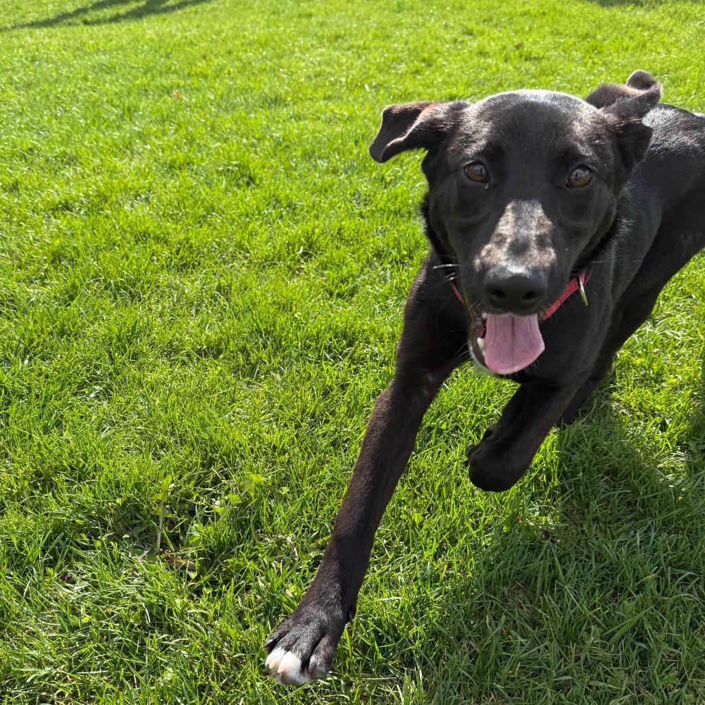 Grace, a Adoptable Mixed Breed in Morrisville, VT image 5/6