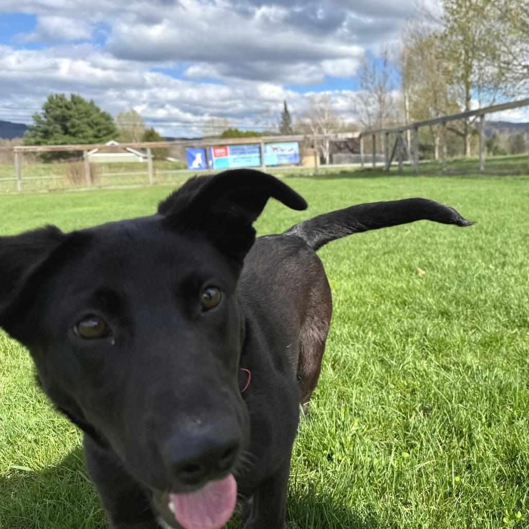 Grace, a Adoptable Mixed Breed in Morrisville, VT image 6/6