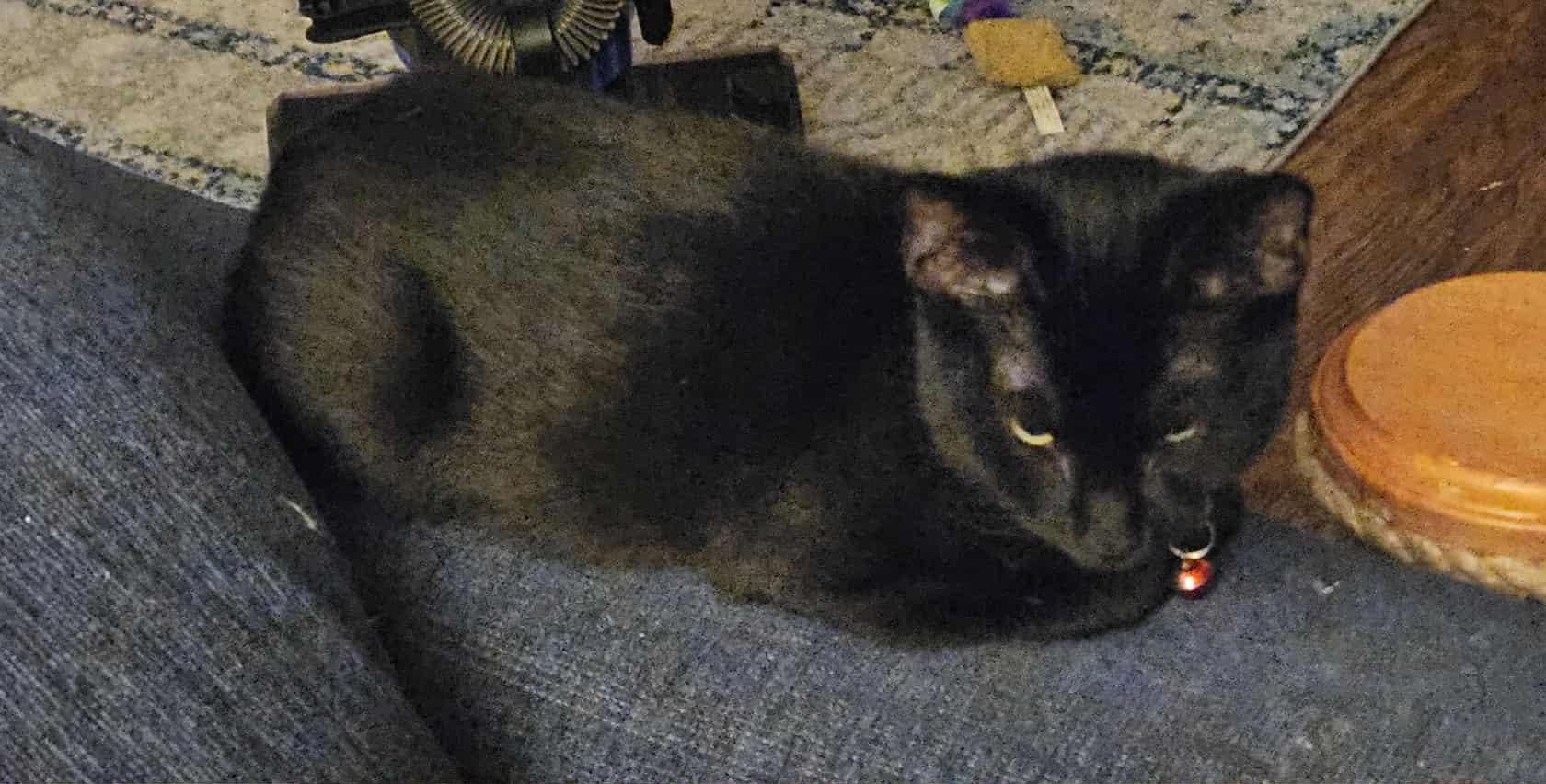 Ziggy, Adoptable, Kitten Male Domestic Short Hair.