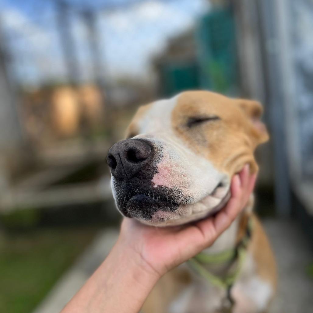 Africa, Adoptable, Adult Female Pit Bull Terrier & Mixed Breed.