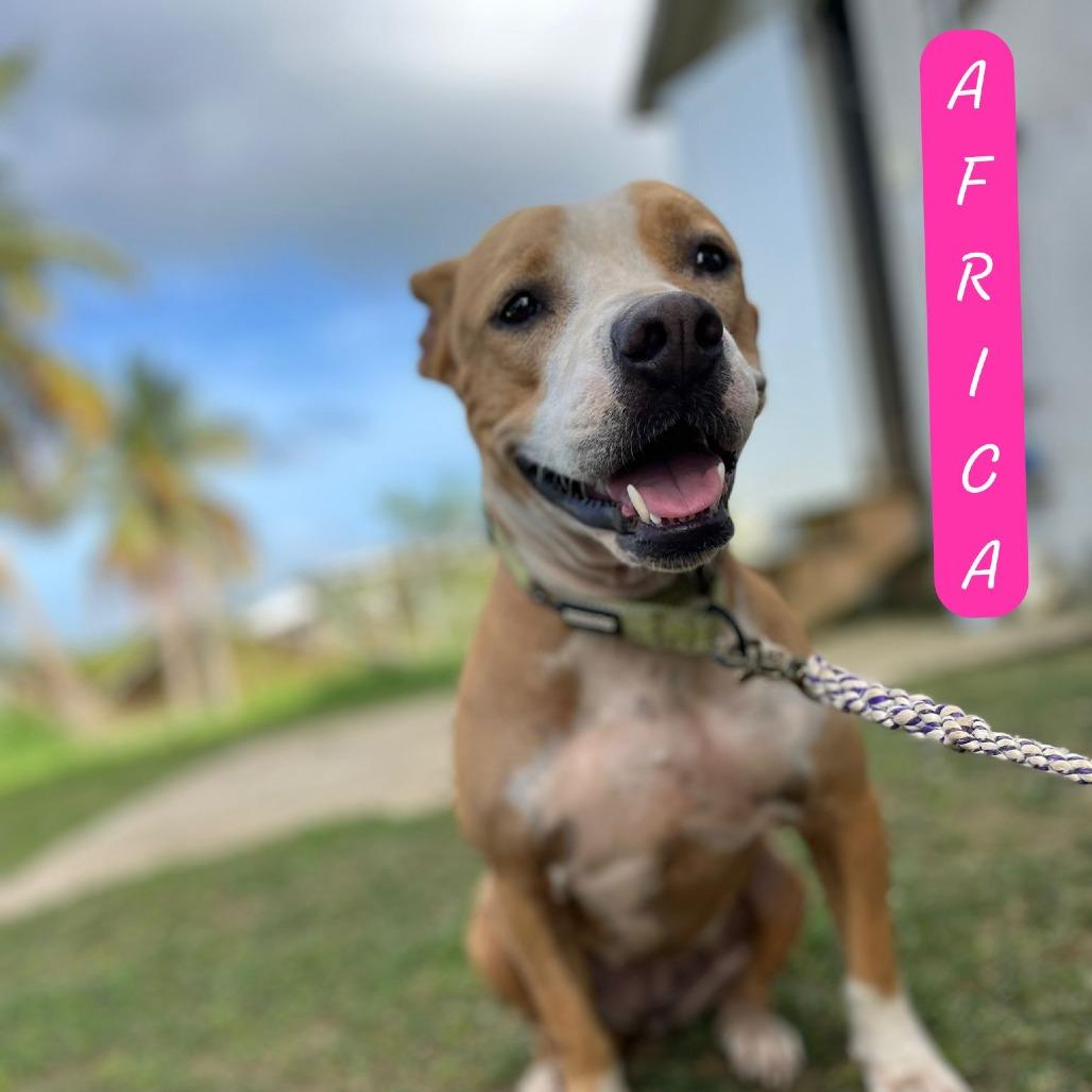 Enlarge Africa, a Adoptable mixed breed in Vieques, PR image 2/3