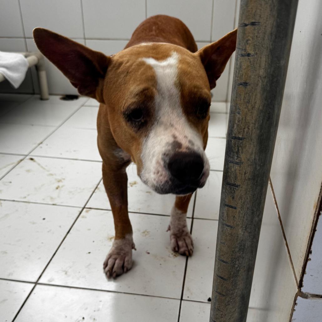 Enlarge Africa, a Adoptable mixed breed in Vieques, PR image 3/3