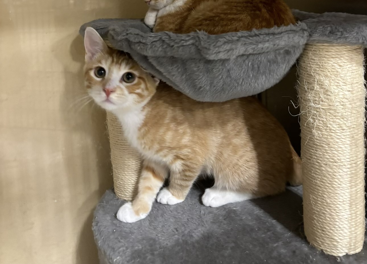 Enlarge Jerry, a Adopted American Shorthair in Missoula, MT image 1/1