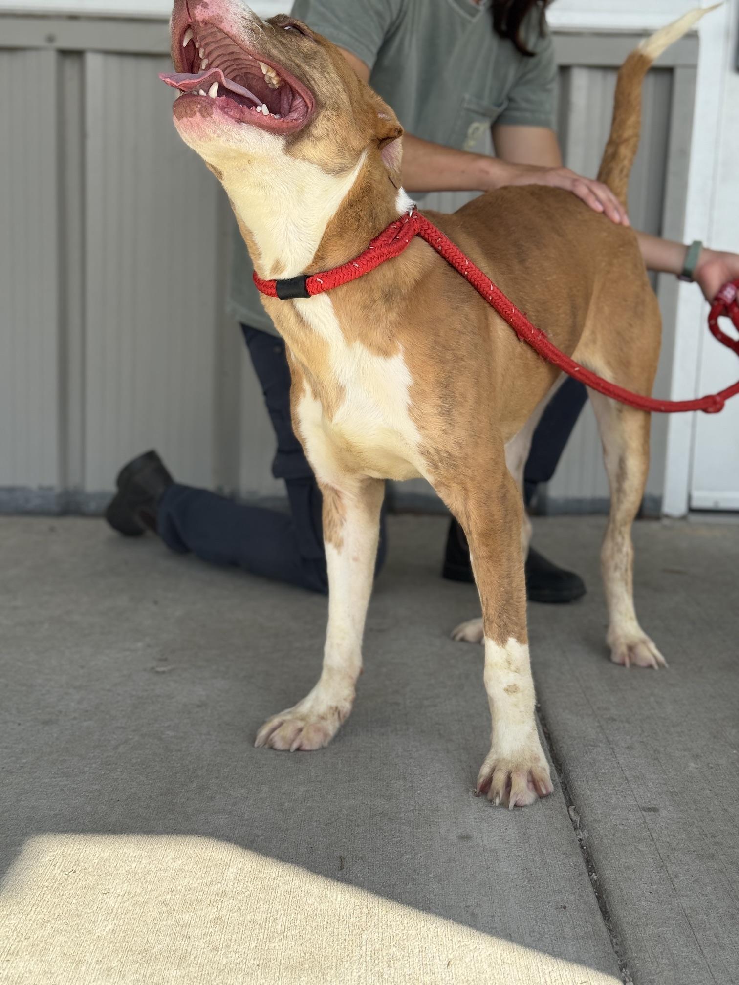 Enlarge Bruce, a ADOPTABLE mixed breed in Benton Harbor, MI image 5/6