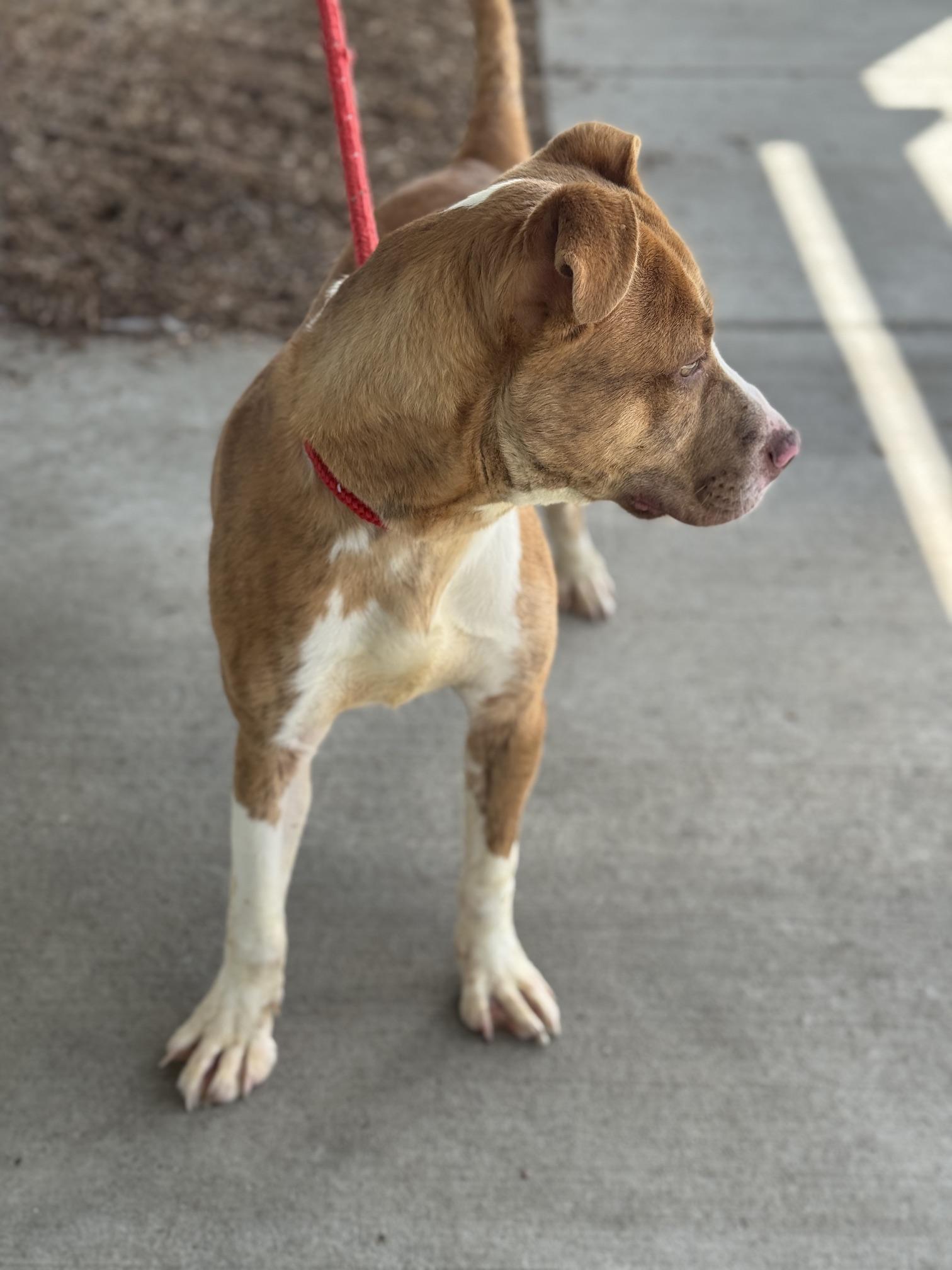 Enlarge Bruce, a ADOPTABLE mixed breed in Benton Harbor, MI image 6/6
