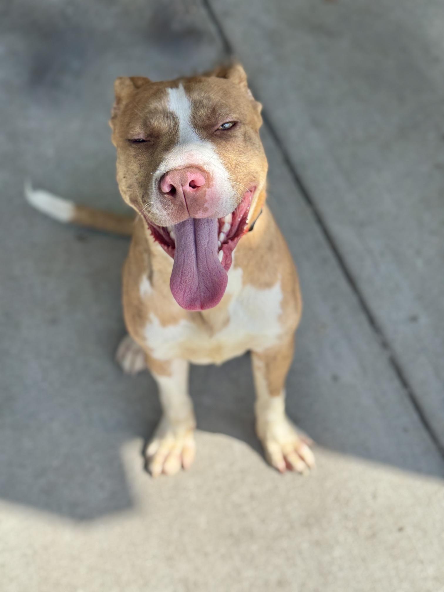 Enlarge Bruce, a ADOPTABLE mixed breed in Benton Harbor, MI image 2/6