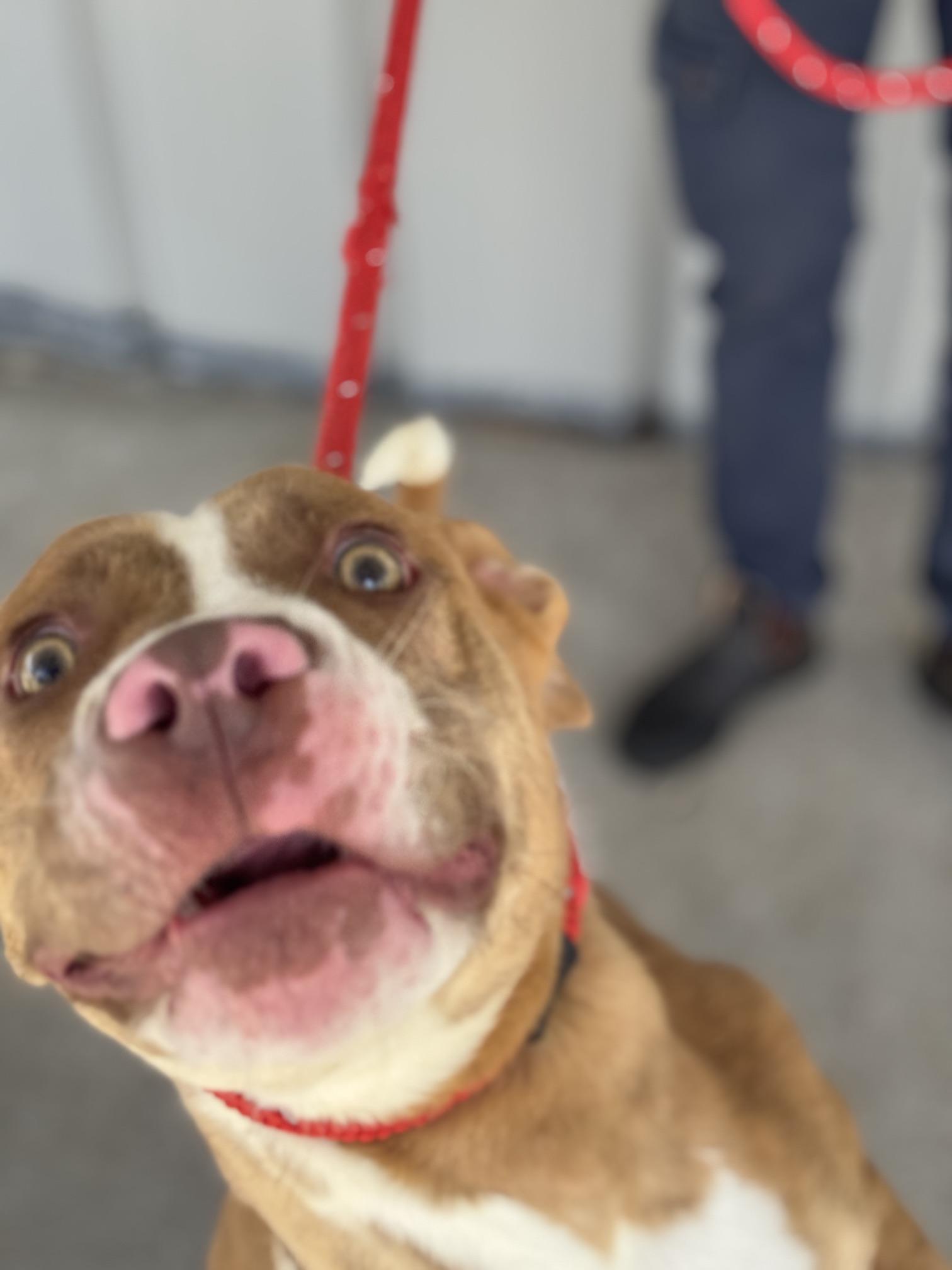 Enlarge Bruce, a ADOPTABLE mixed breed in Benton Harbor, MI image 4/6