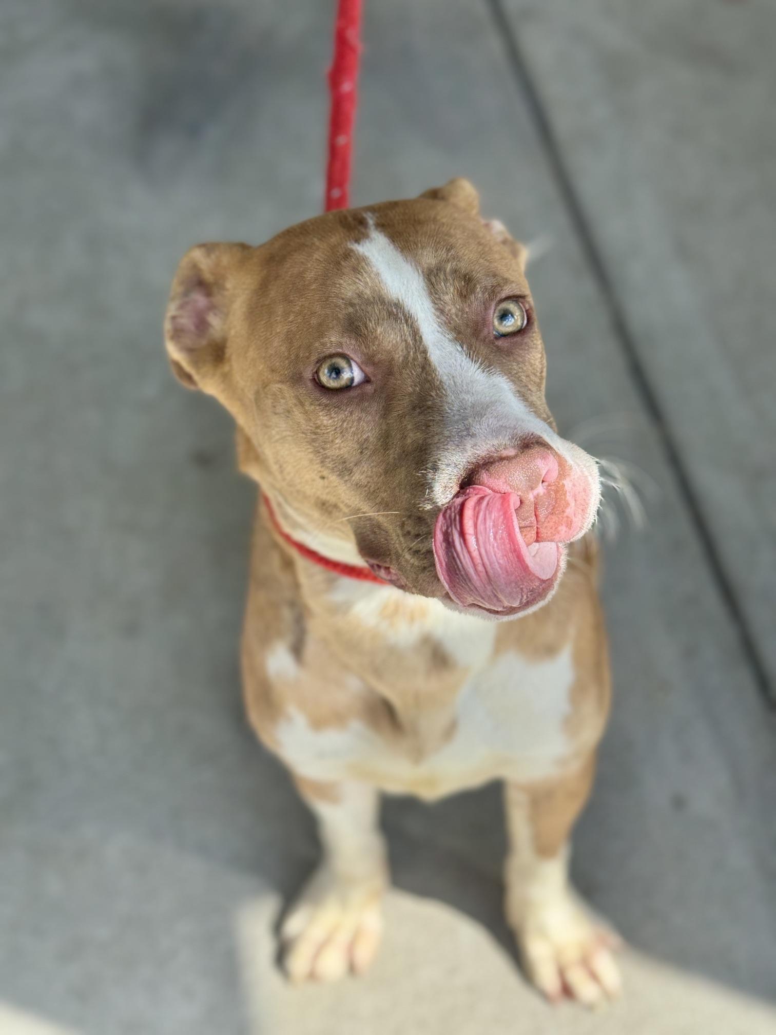 Enlarge Bruce, a ADOPTABLE mixed breed in Benton Harbor, MI image 3/6