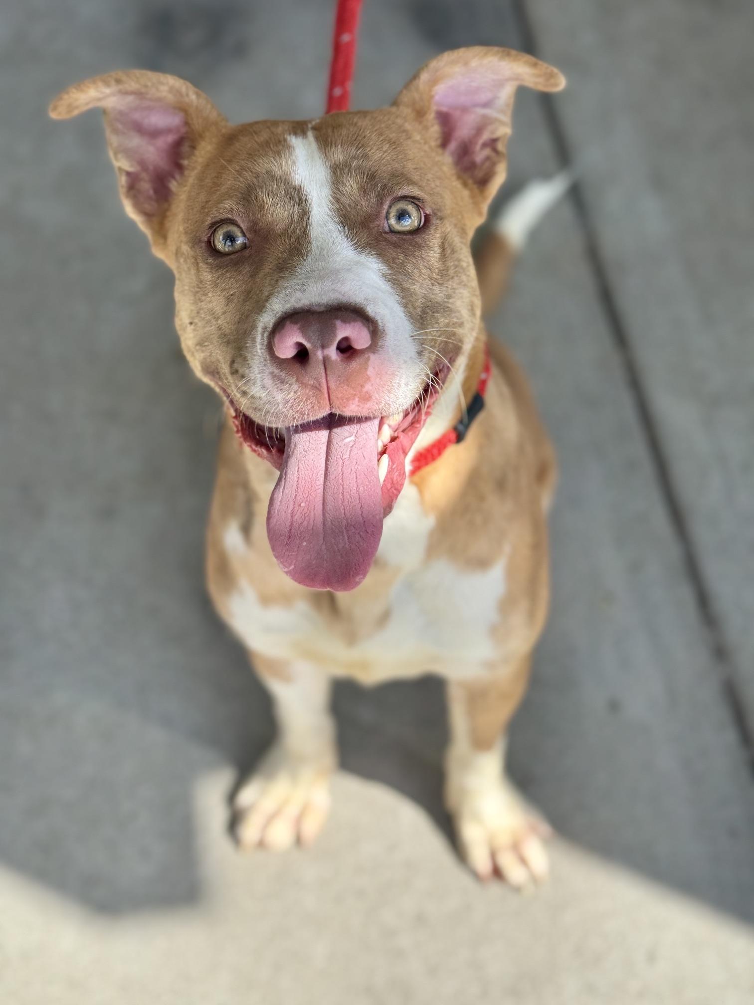 Bruce, ADOPTABLE, Young Male Pit Bull Terrier & Australian Cattle Dog / Blue Heeler.