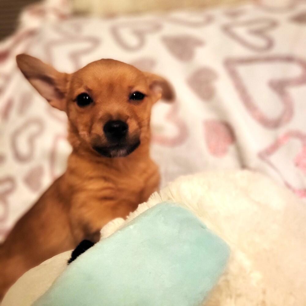 Brownie, Adoptable, Puppy Male Chihuahua.