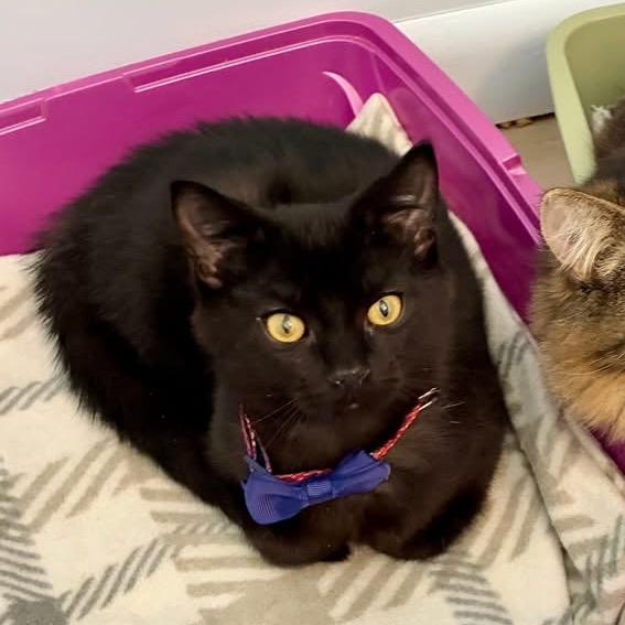 Enlarge Binksey, a Adoptable Domestic Short Hair in Richland, MI image 2/3