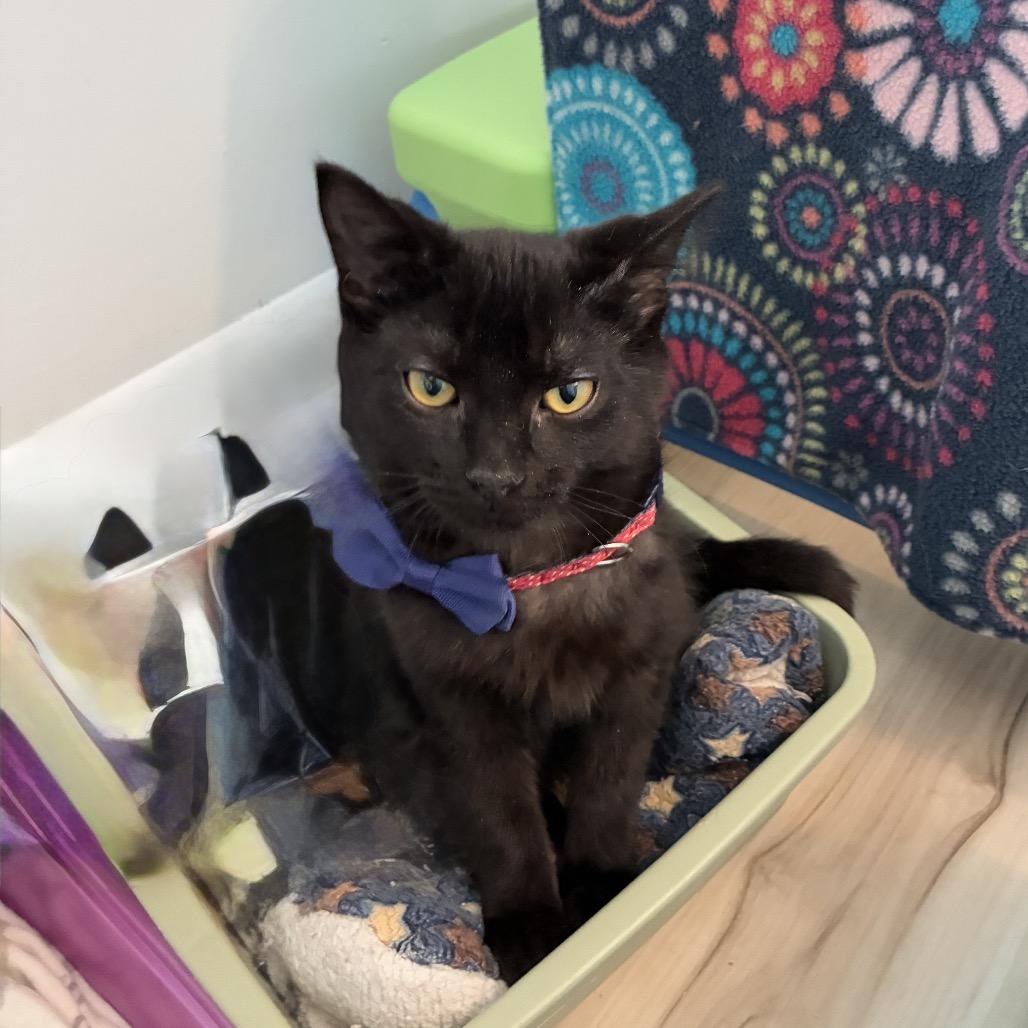 Enlarge Binksey, a Adoptable Domestic Short Hair in Richland, MI image 3/3