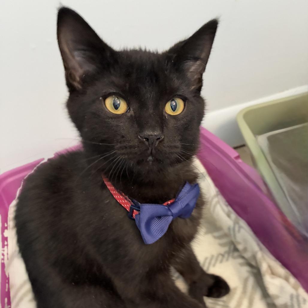 Binksey, Adoptable, Young Male Domestic Short Hair.